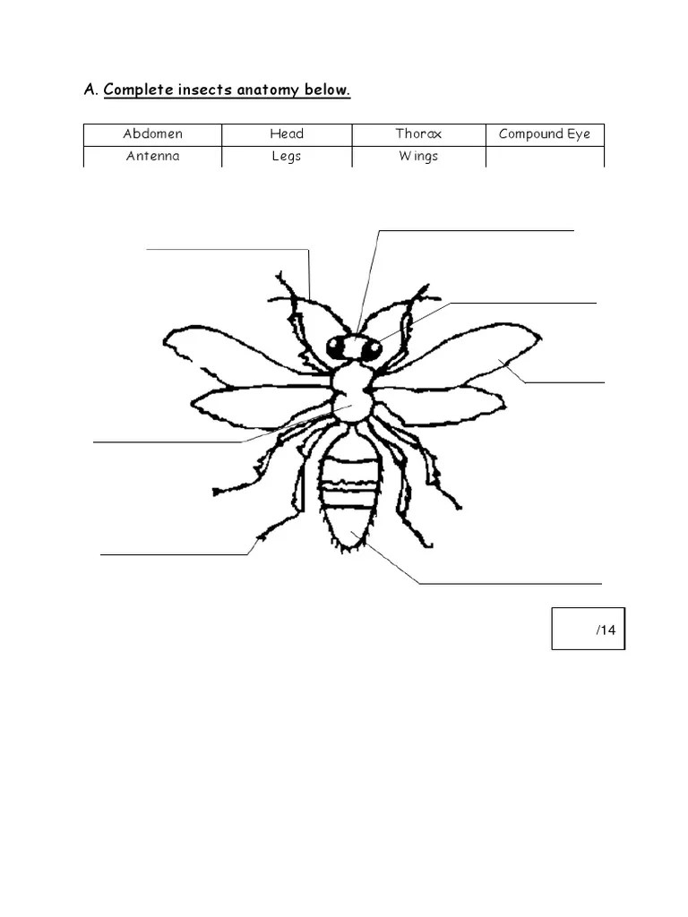 A. Complete Insects Anatomy Below. Abdomen Head Thorax Compound Eye