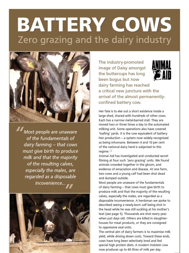 Zero Grazing and the Dairy Industry Dairy Cattle Calf