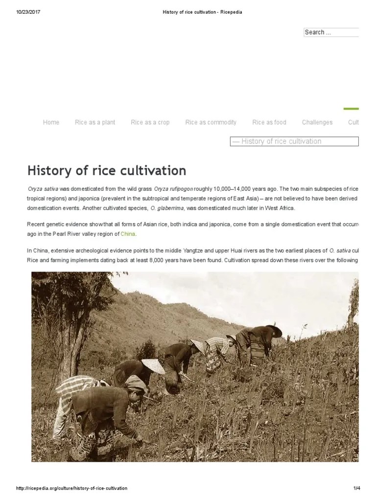 History of Rice Cultivation Ricepedia Rice Slavery