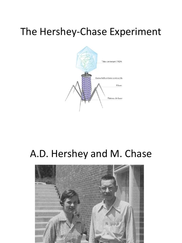 The HersheyChase Experiment
