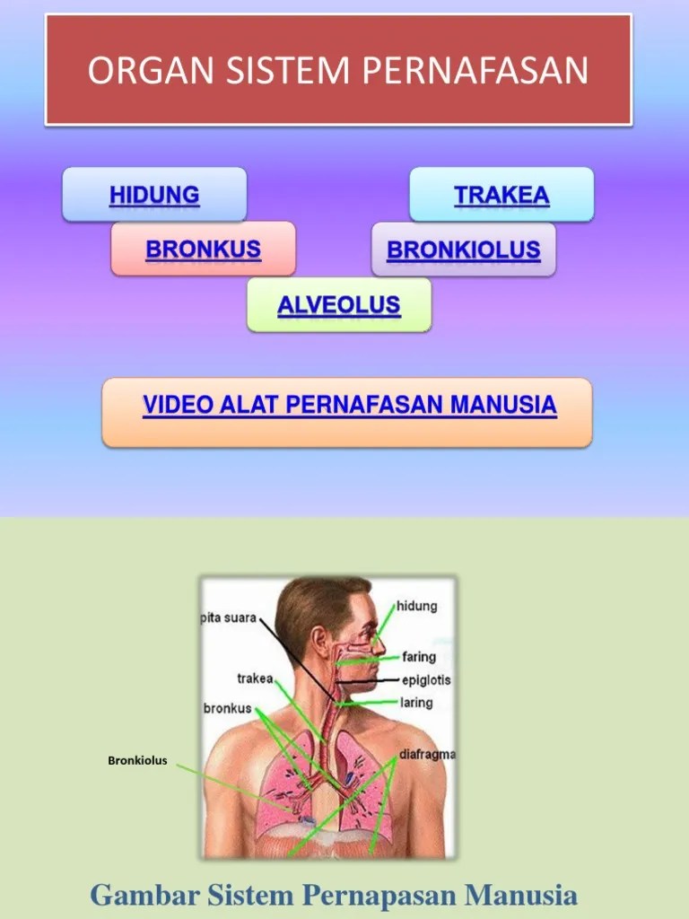 Organ Sistem Pernafasan Baru