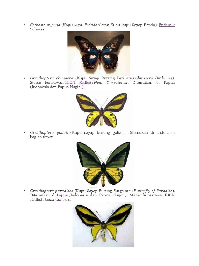 Jenis Dan Gambar Kupu Kupu Fix | PDF
