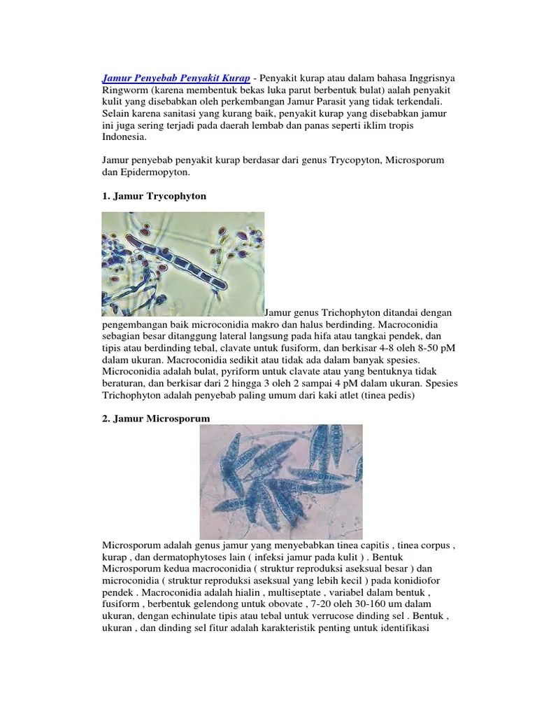 Jamur Penyebab Penyakit Kurap | PDF