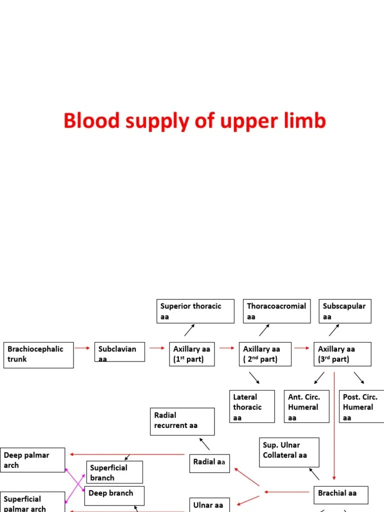 Blood Supply of Upper Limb | PDF | Elbow | Anatomical Terms Of Location