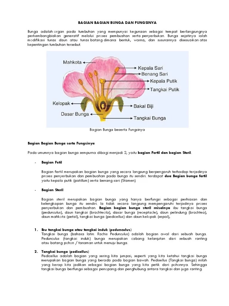 Bagian Bagian Bunga Sempurna Beserta Gambar Dan Fungsinya fungsi benang sari