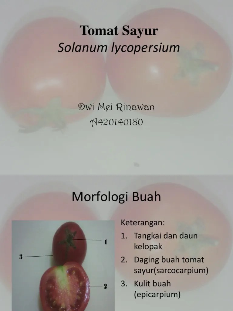 Tomat Sayur | PDF