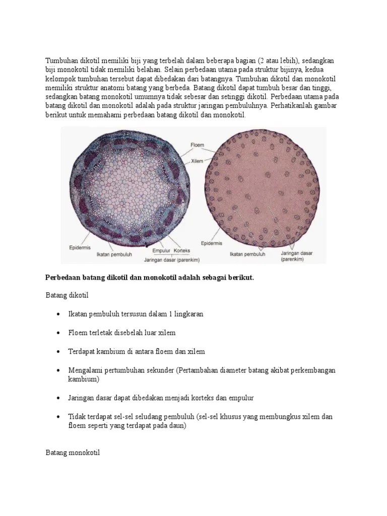 29+ Gambar Xilem Dan Floem Pada Batang Dikotil Dan Monokotil Sugriwa