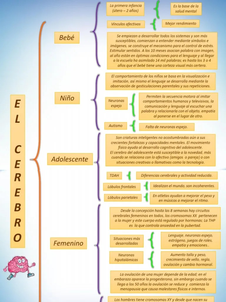 2. Cuadro Sinóptico El Cerebro Femenino, Masculino, Del