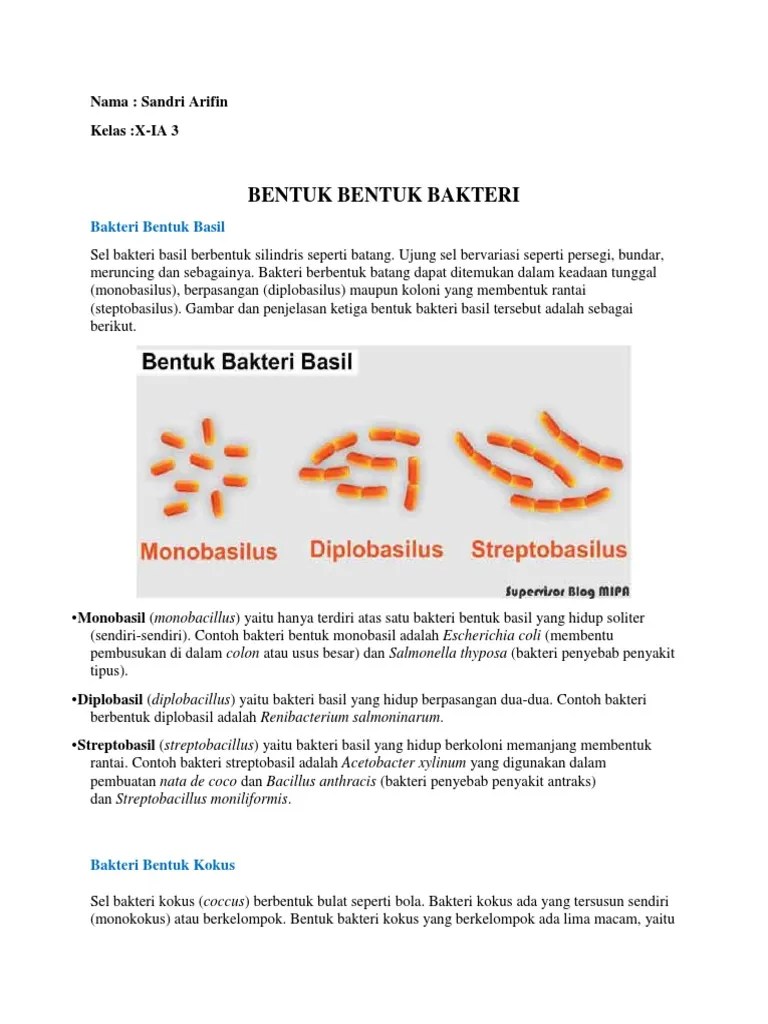Biologi Bakteri | PDF