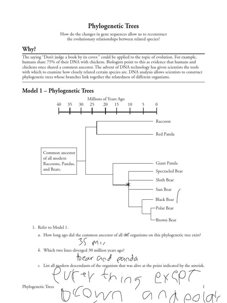 Trees POGIL Tree Life Sciences