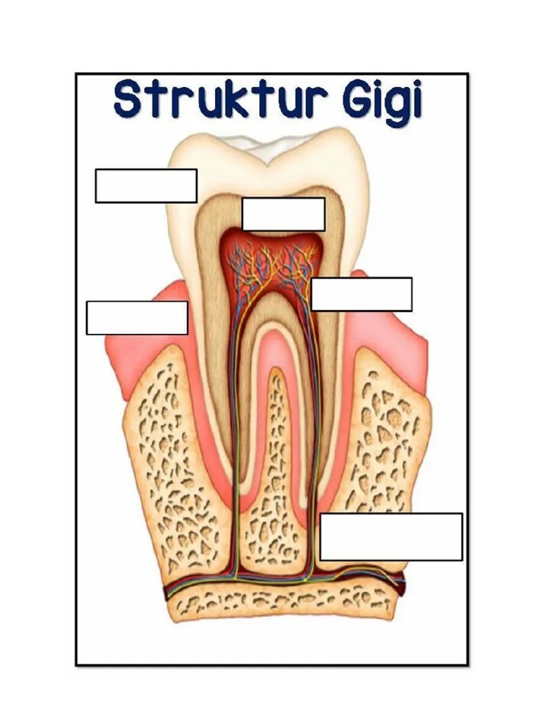struktur gigi tahun 3