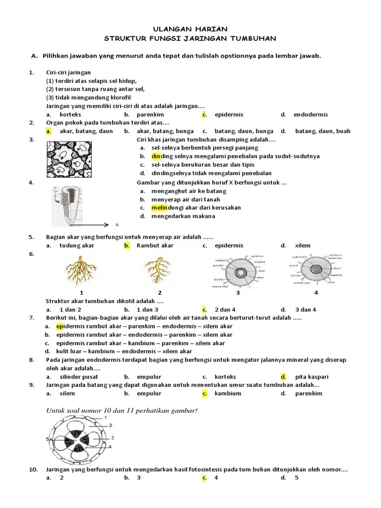 Soal Ulangan Harian Struktur Dan Fungsi Jaringan Pada Tumbuhan