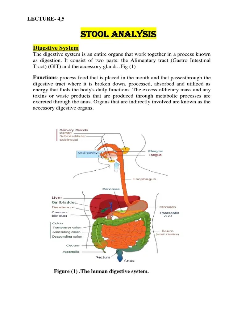 Stool Analysis Digestive System PDF Gastrointestinal Tract Human