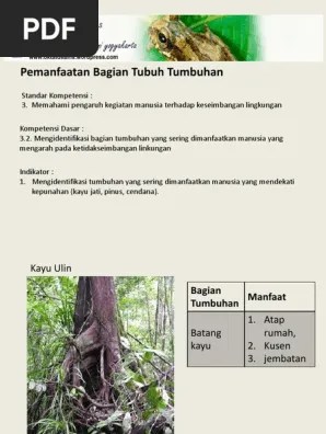 3 Pemanfaatan Bagian Tubuh Tumbuhan Dan Pelestariannnya | PDF