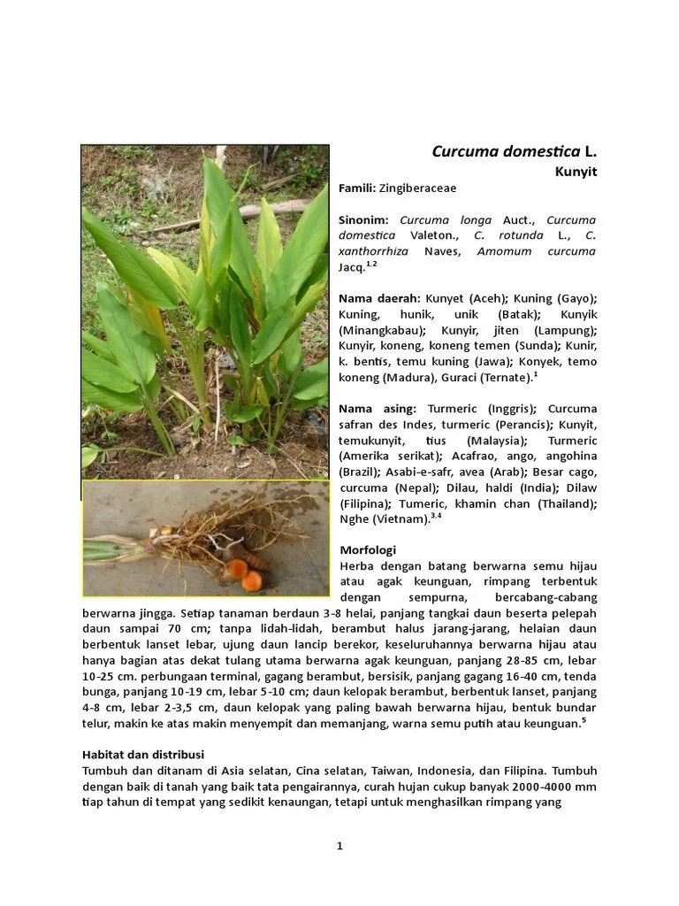 Curcuma Domestica Valeton | PDF