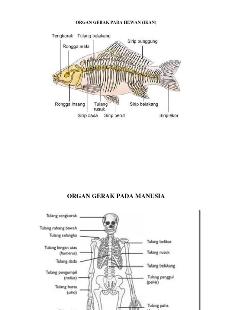 Organ Gerak Pada Hewan | PDF
