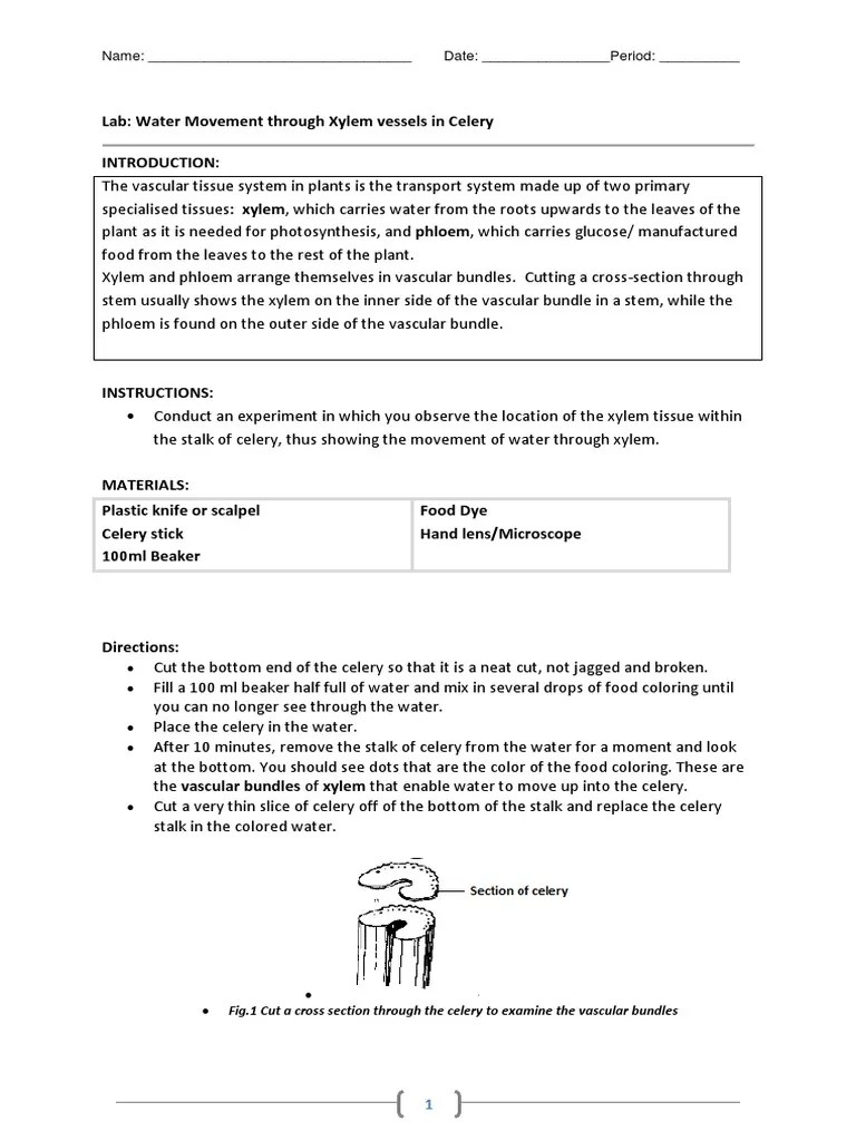 Celery Lab PDF Plant Stem Tissue (Biology)
