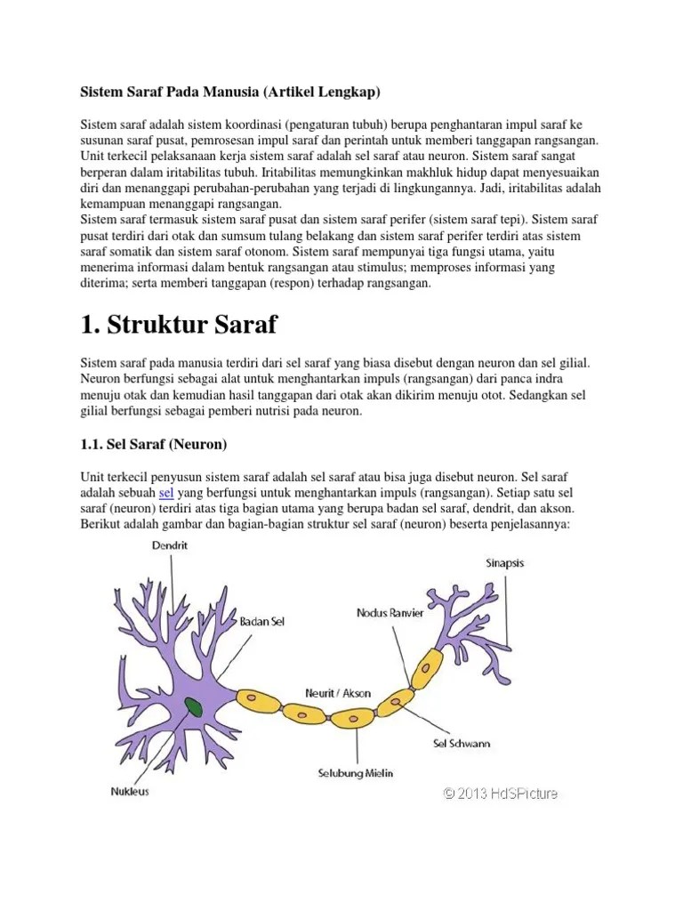 Sistem Saraf Pada Manusia Nave | PDF