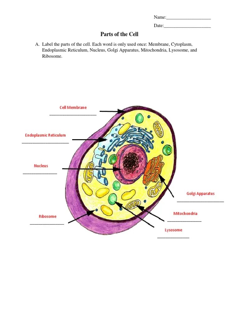 parts of the cell Cytoplasm Cell (Biology)