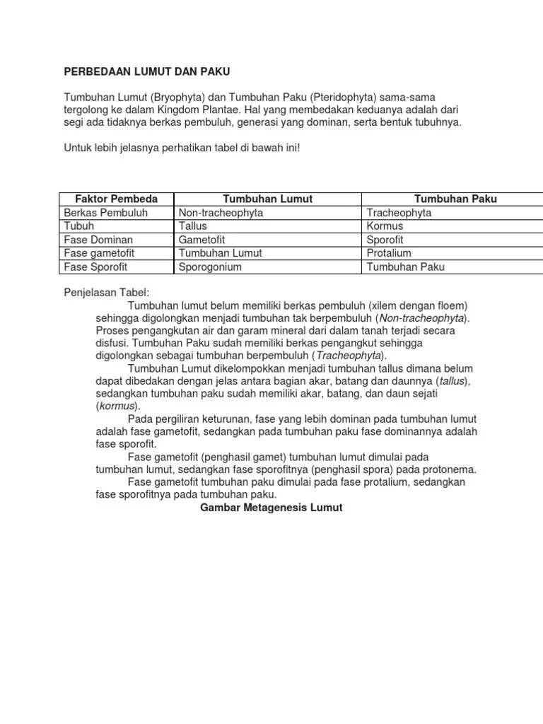 Noministnow Gambar Perbedaan Lumut Dan Paku