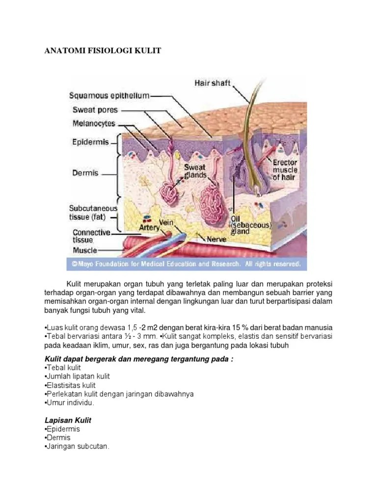 Anatomi Fisiologi Kulit | PDF