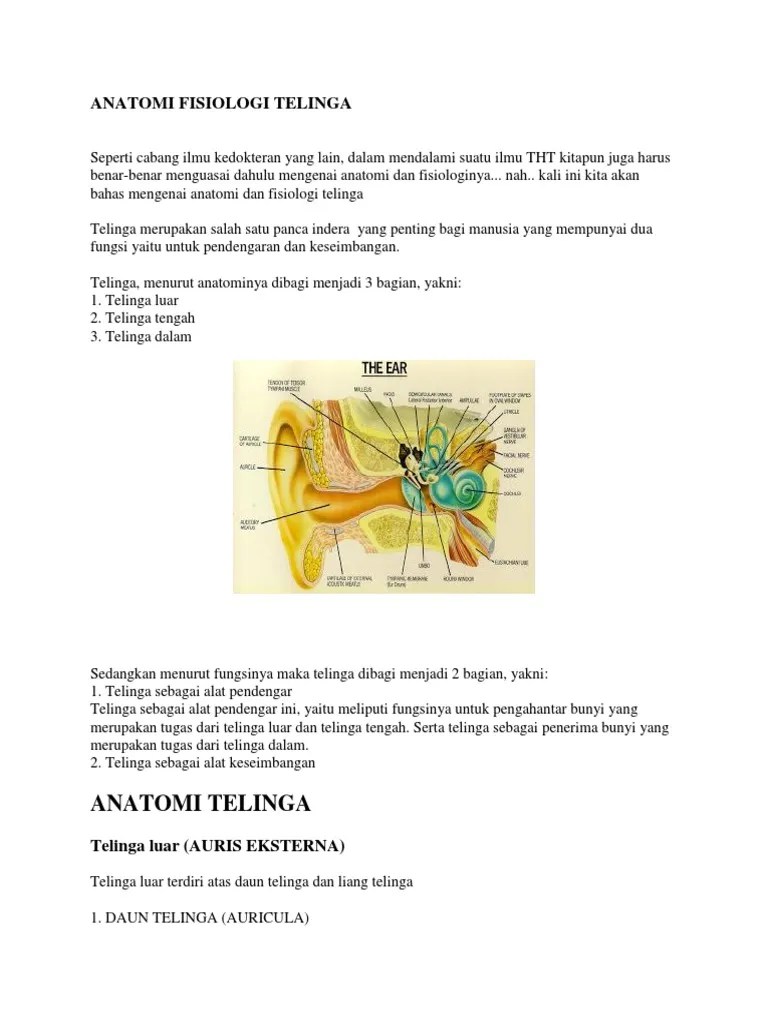 Anatomi Fisiologi Telinga | PDF