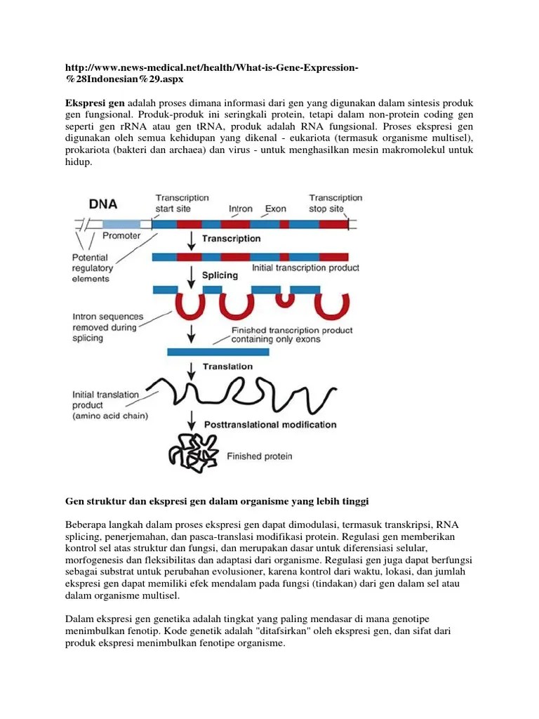 Ekspresi Gen | PDF
