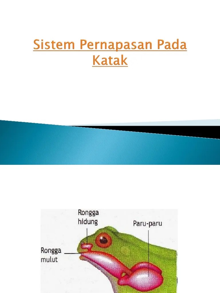 Sistem Pernapasan Pada Katak | PDF