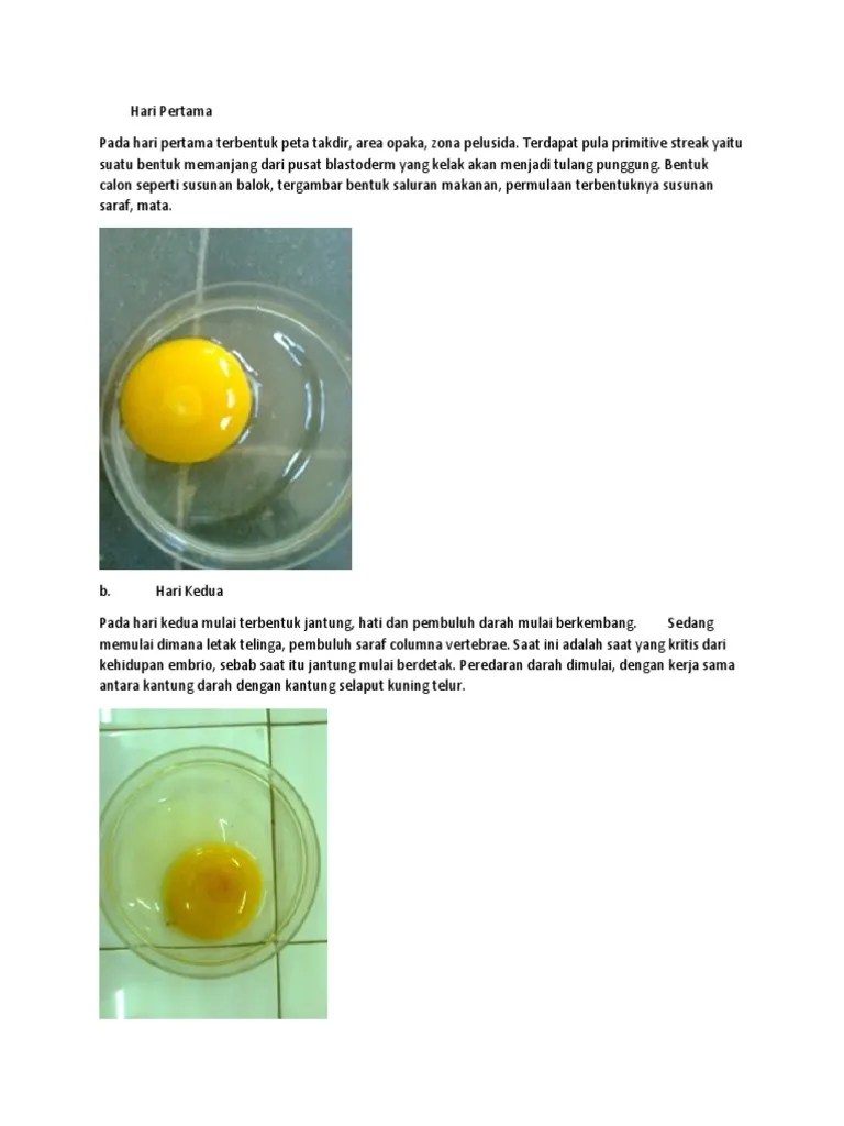 Perkembangan Telur | PDF