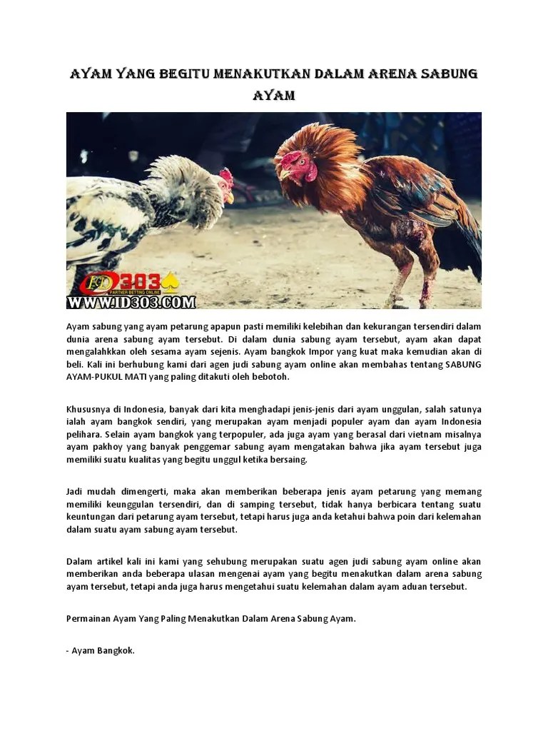 Adu Ayam Di Thailand Youtube