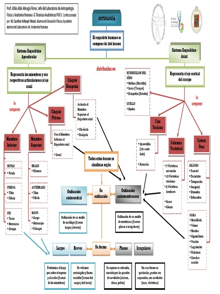 78531081MapaConceptualOsteologia061111.pdf Cráneo Anatomía