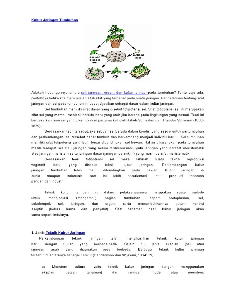 Kultur Jaringan Tumbuhan | PDF