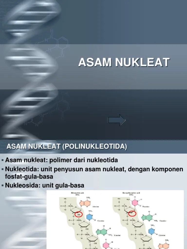Asam Nukleat Materi Lengkap PDF
