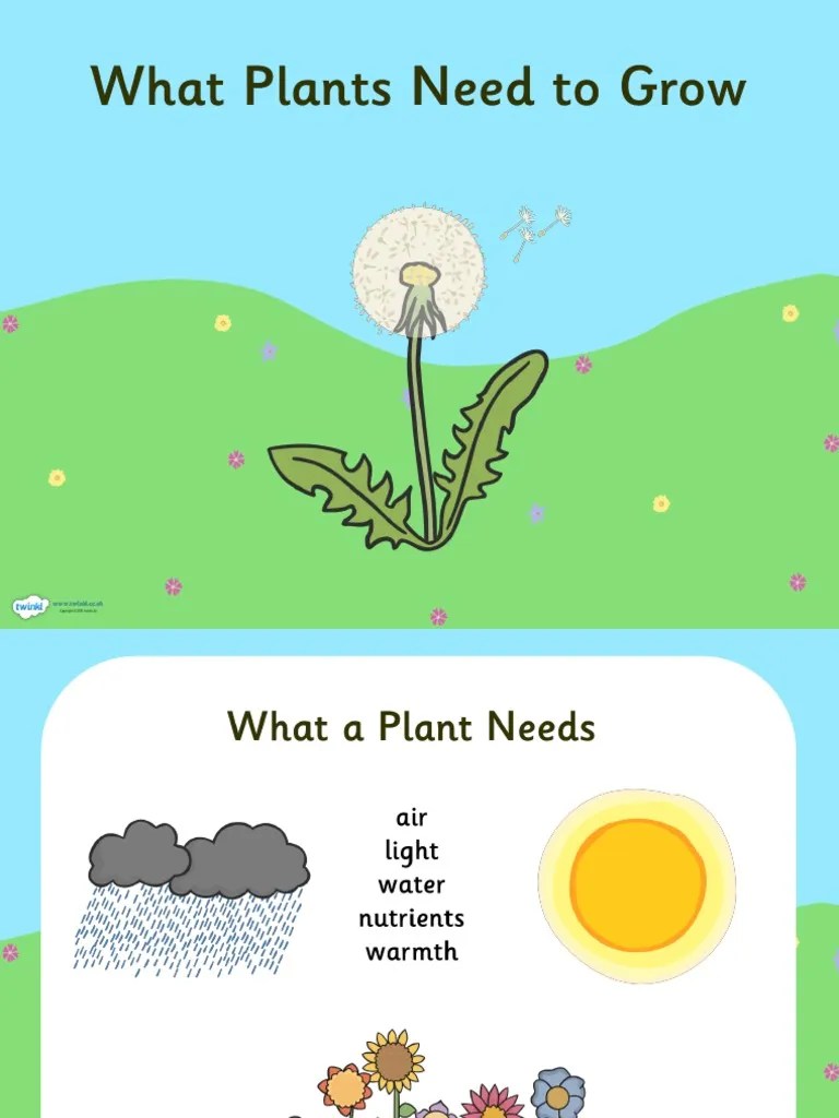 T2 S 230 What Plants Need To Grow Powerpoint