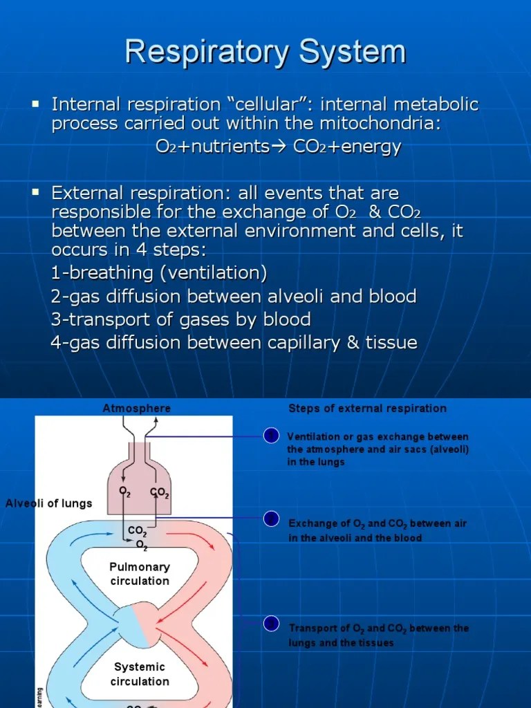 Physiology, Lecture 5, Respiratory System (slides)