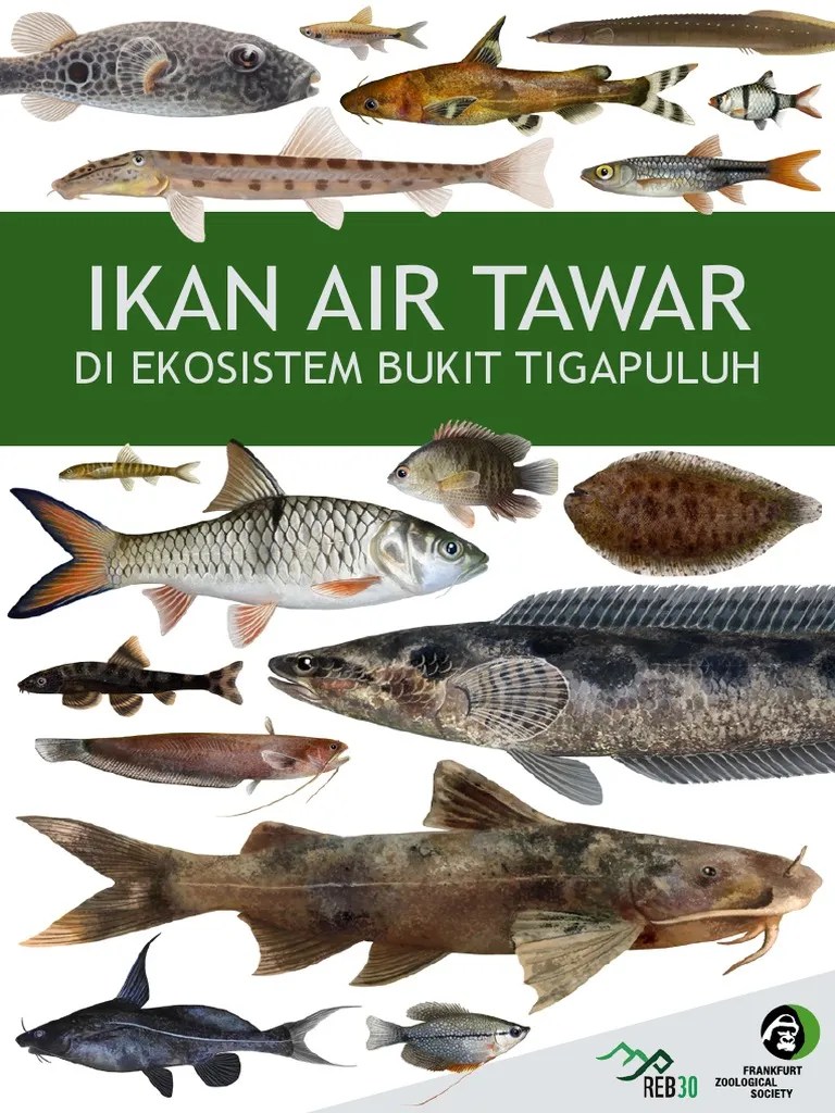 FZS Ikan Air Tawar Ekosistem Bukit Tigapuluh PDF | PDF
