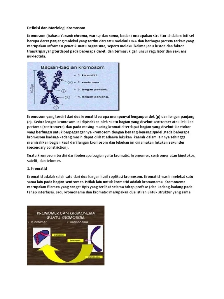 Biologi Kromosom | PDF