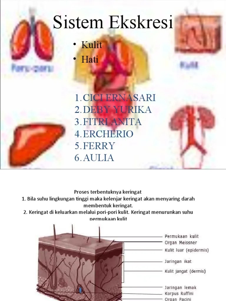 Proses terbentuknya keringat