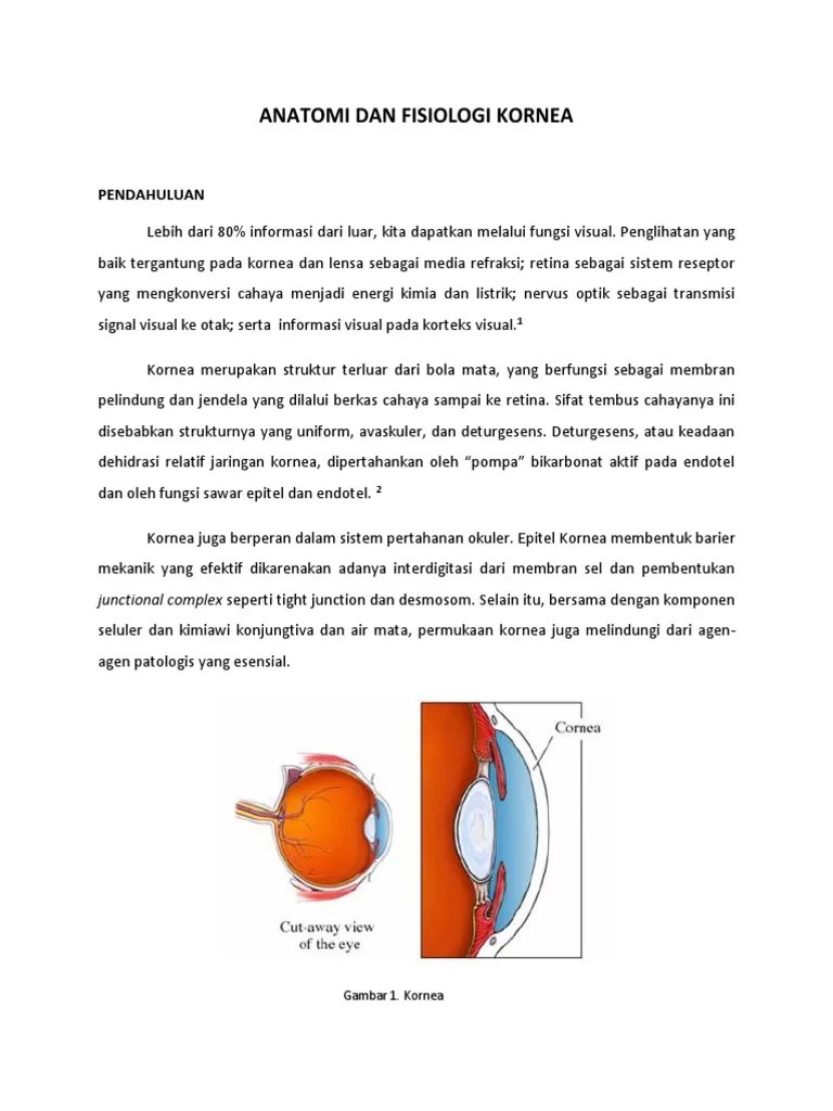 Anatomi Dan Fisiologi Kornea | PDF