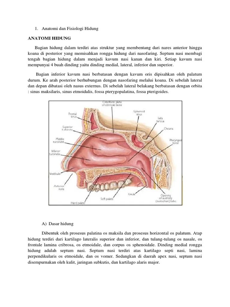 Struktur Yang Bermuara Pada Meatus Nasi Superior