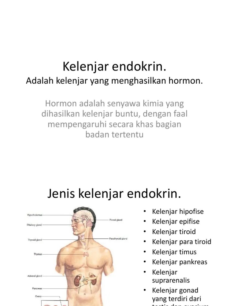 Hormon 11-19-2018. 16.00 II | PDF