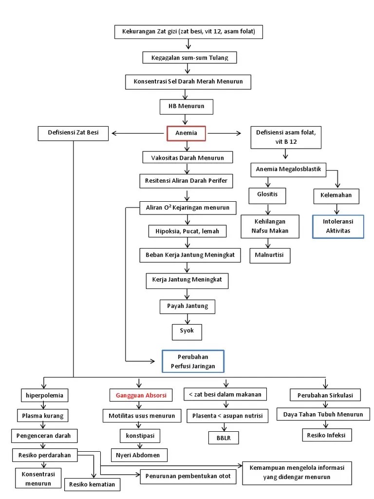 Pathway Anemia Gravis