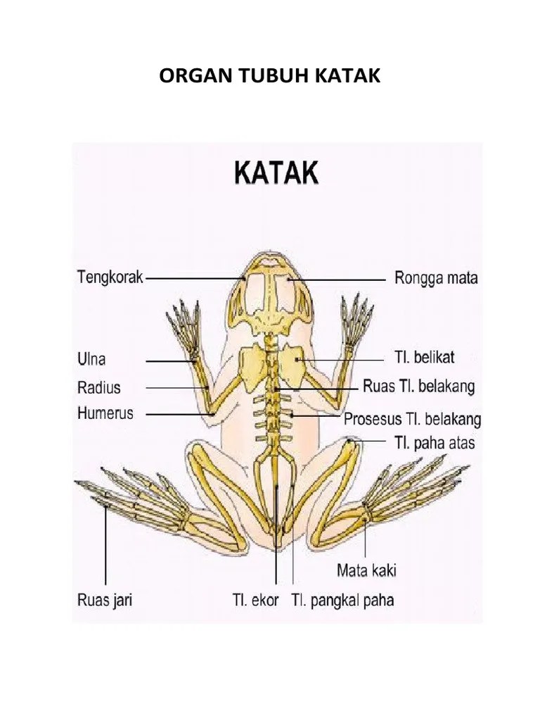 Organ Tubuh Katak PDF