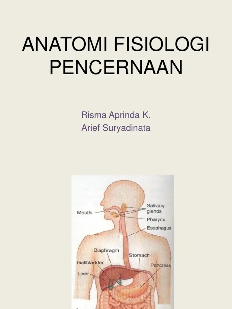 Anatomi Fisiologi Pencernaan Risma Aprinda K. Arief Suryadinata