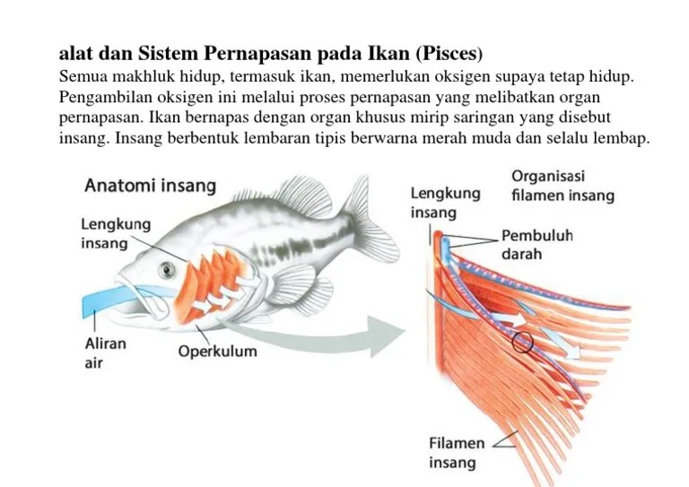 Alat Dan Sistem Pernapasan Pada Ikan | PDF