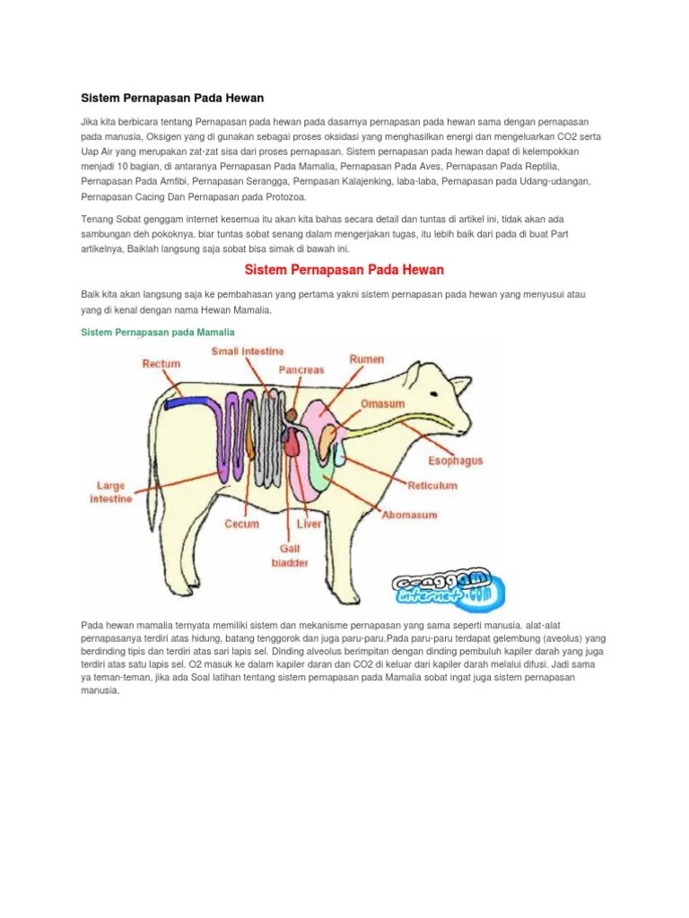 Sistem Pernapasan Pada Hewan | PDF