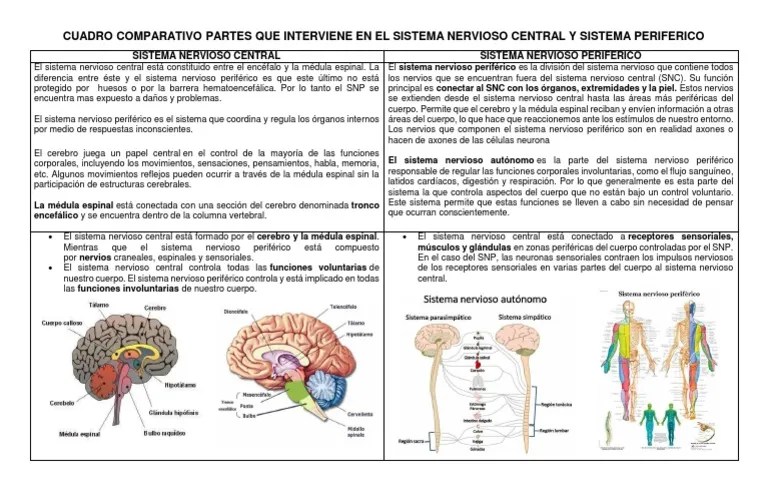 Cuadro Comparativo Partes Que Interviene en El Sistema