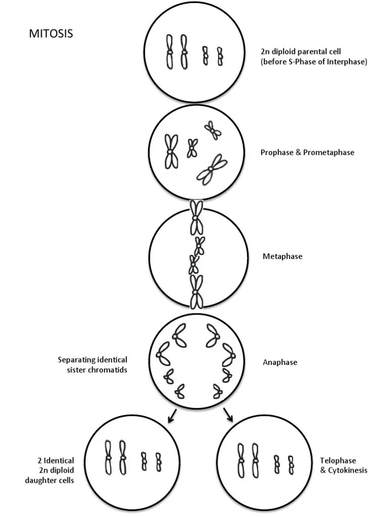 Mitosis Meiosis Coloring Worksheet