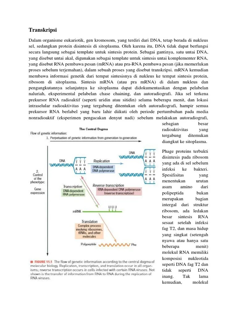 Struktur Dna Yang Terdiri Dari 3 Nukleotida Atg DNA Informasi