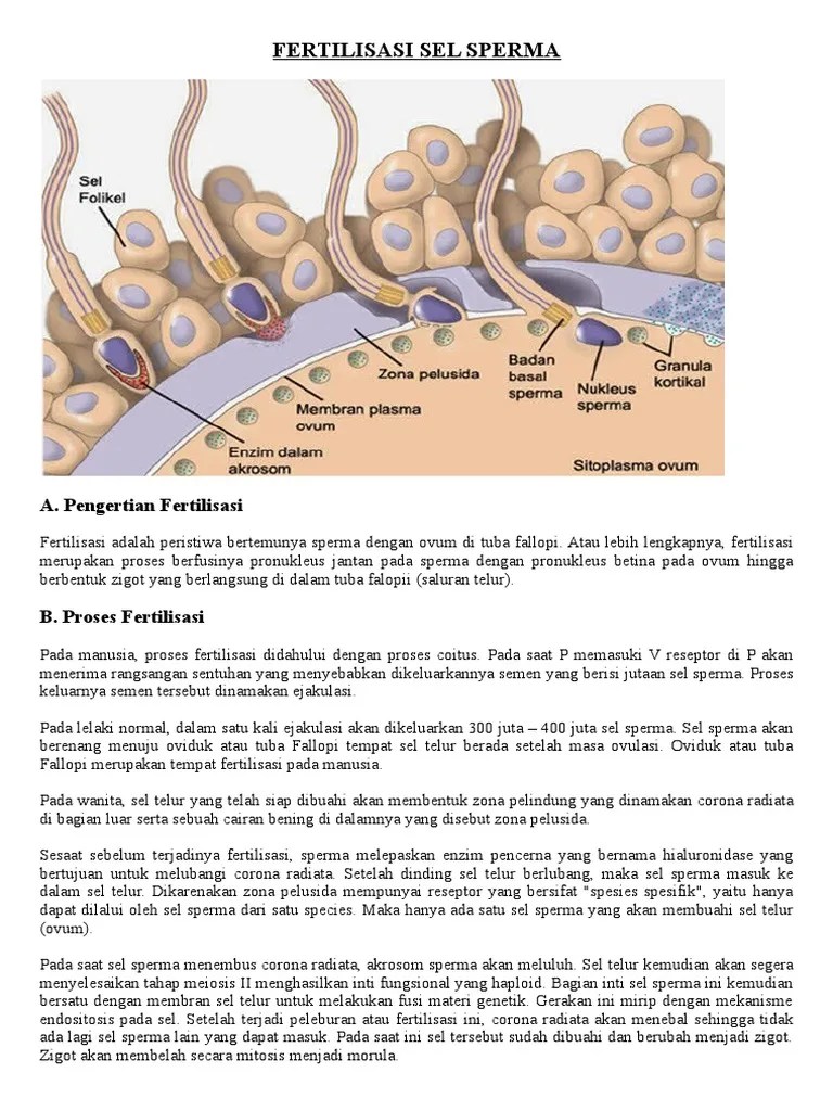 Fertilisasi Sel Sperma | PDF